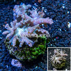 Sinularia Leather Coral Indonesia (click for more detail)