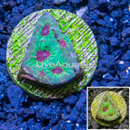 LiveAquaria® Cultured Favia Coral (click for more detail)