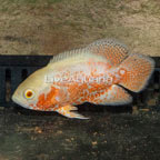 Albino Oscar (click for more detail)