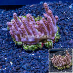 Tree Coral Indonesia (click for more detail)