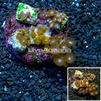 Zoanthus Coral Indonesia (click for more detail)