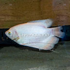 Giant Gourami (Blemish) (click for more detail)