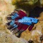 Rosetail Betta (click for more detail)