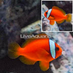 Tomato Clownfish (click for more detail)