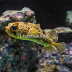 Porcupine Puffer (click for more detail)