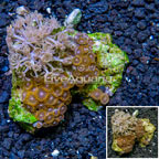 Zoanthus and Xenia Coral Combo Rock Vietnam (click for more detail)