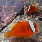 Tomato Clownfish (click for more detail)