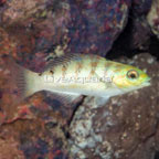 Hardwicke Wrasse  (click for more detail)