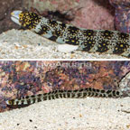 Snowflake Eel  (click for more detail)