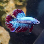 Delta Tail Betta, Male (click for more detail)