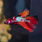 Koi Tangerine Betta (click for more detail)