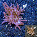 Tree Coral Indonesia (click for more detail)