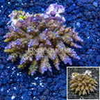 Acropora Coral Indonesia (click for more detail)