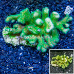 Green Stylophora Coral Indoneisia (click for more detail)