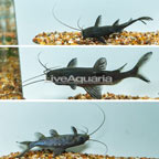 Burmese Upside Down Catfish, Trio (click for more detail)