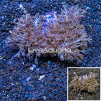 Xenia Coral Indonesia (click for more detail)