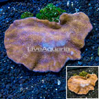 LiveAquaria® Cultured Toadstool Mushroom Leather Coral (click for more detail)