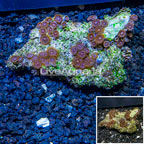 Zoanthus Coral Vietnam (click for more detail)