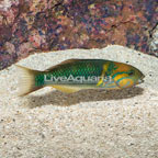 Goldbar Wrasse  (click for more detail)