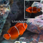 Maroon Clownfish (click for more detail)