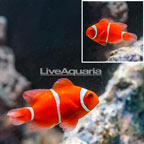 Maroon Clownfish (click for more detail)