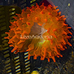 Rose Bubble Tip Anemone (click for more detail)