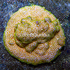 Encrusting Montipora Coral Indonesia (click for more detail)