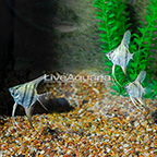 Cobalt Blue Angelfish (Group of 3) (click for more detail)