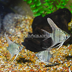 Blue Pinoy Angelfish (Group of 3) (click for more detail)