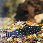 Synodontis Angelicus Catfish (click for more detail)