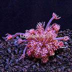 Australian Pink Goniopora Coral (click for more detail)