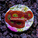 USA Cultured Flame Boy Dipsastraea Brain Coral  (click for more detail)