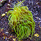 Torch Coral Indonesia (click for more detail)