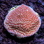ORA® Sand Dollar Porites Coral (click for more detail)