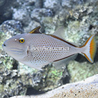 Red Tail Triggerfish (click for more detail)