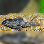 Galaxy (L-029) Plecostomus (click for more detail)