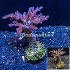 Pineapple Tree Coral Indonesia (click for more detail)