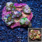 Zoanthus Coral Indonesia (click for more detail)