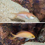 Carberryi Anthias, Pair (click for more detail)