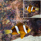 Clarkii Clownfish (click for more detail)