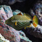 Undulated Triggerfish (click for more detail)