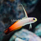 Firefish Goby (click for more detail)