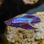 Veiltail Betta, Male  (click for more detail)