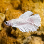 White Opal Betta (click for more detail)