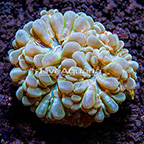 ORA® Marshall Island Green Bubble Coral (click for more detail)