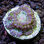 ORA® Blue Lagoon Acanthastrea Coral (click for more detail)