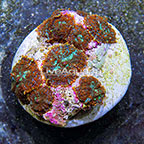 Mushroom Rock Rhodactis Indonesia (click for more detail)