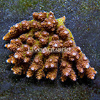 Aussie Del Fuego Tabling Acropora Coral  (click for more detail)
