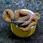 Lobed Brain Coral Indonesia (click for more detail)