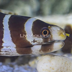 Barred Moray Eel (click for more detail)